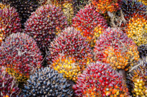 Bio Based Materials - Hero image of palm oil kernals