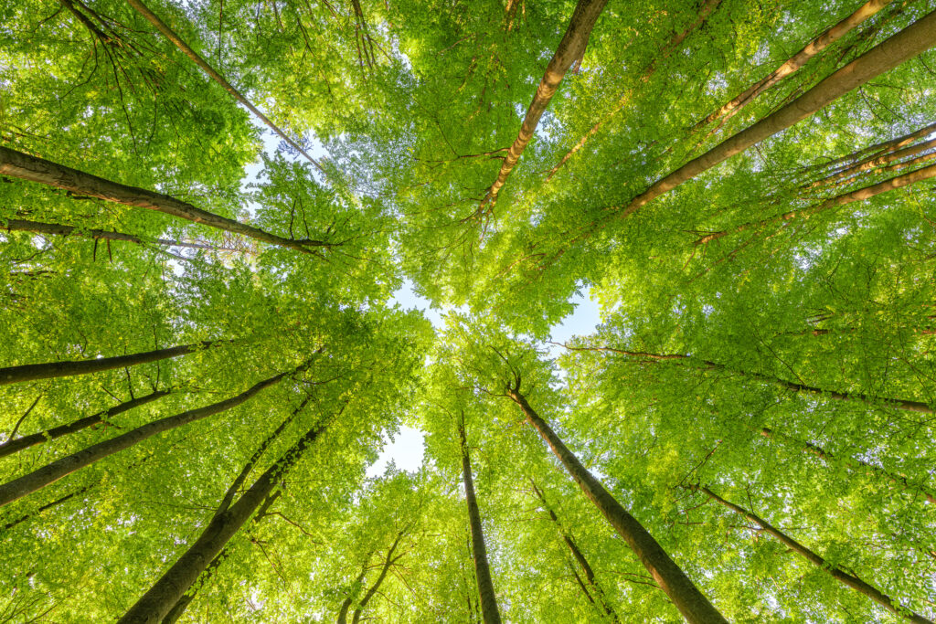 Trees