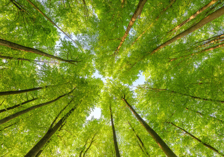 Trees
