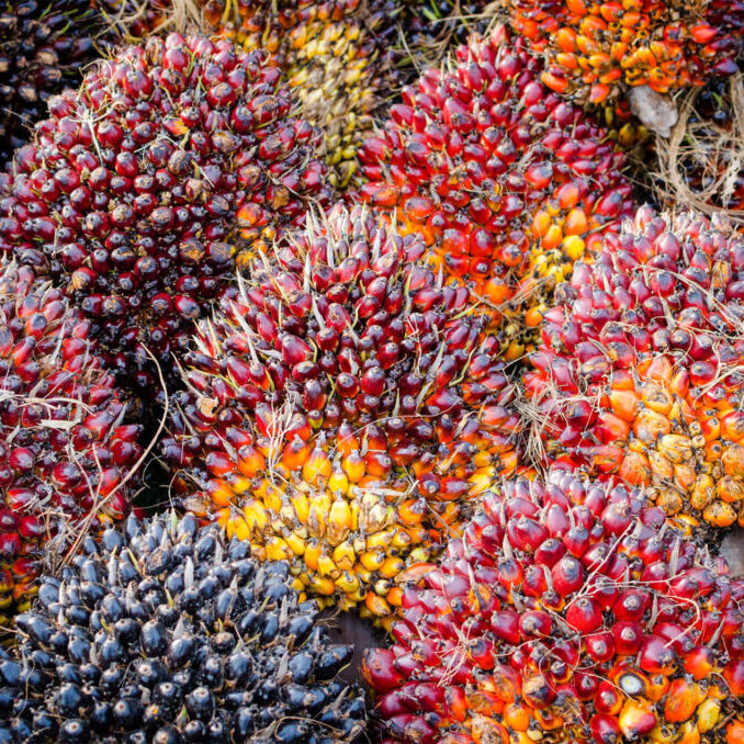 Bio Based Materials - Hero image of palm oil kernals