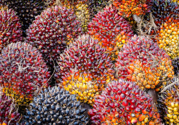 Bio Based Materials - Hero image of palm oil kernals